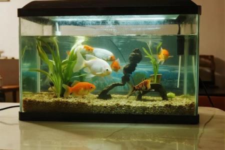 养鱼风水讲究需要注意哪些方面呢