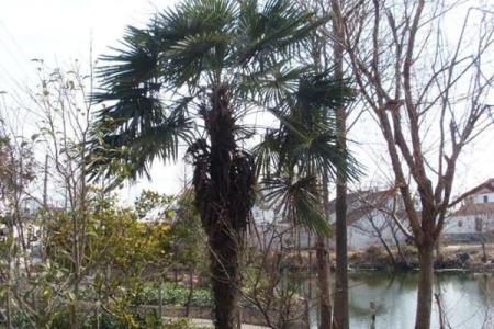 扇子树的风水 扇子树的风水讲究