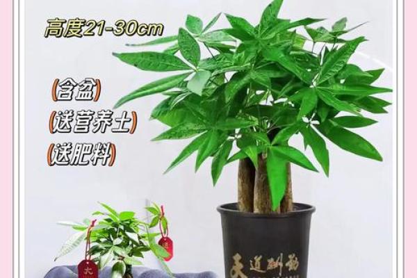 办公室摆放吉祥树好处摆放风水植物