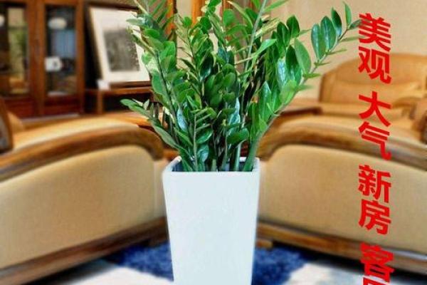 办公室摆放吉祥树好处摆放风水植物