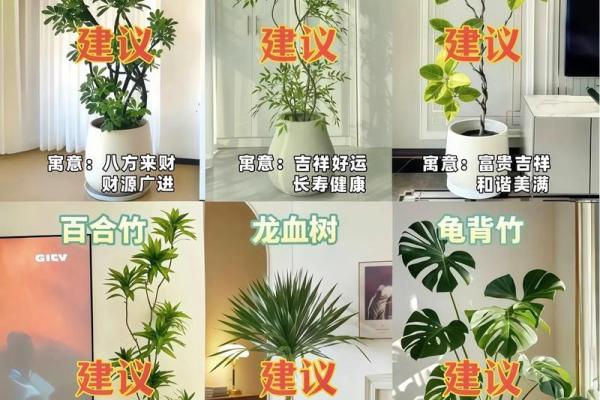 如何通过养植物改善室内风水