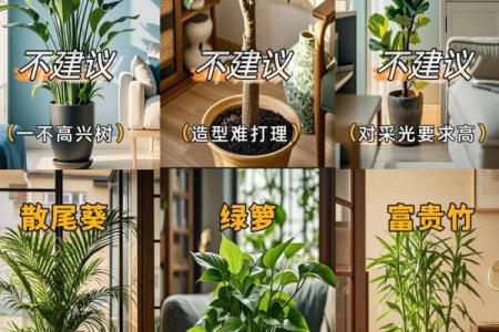 如何通过养植物改善室内风水