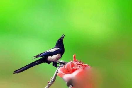 风水家里养喜鹊好吗