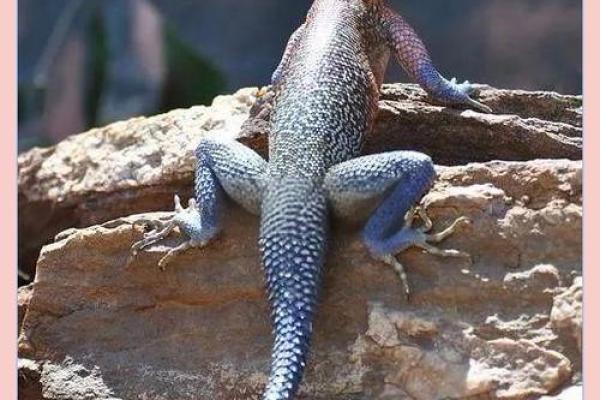 风水学家里有壁虎什么征兆是吉吗