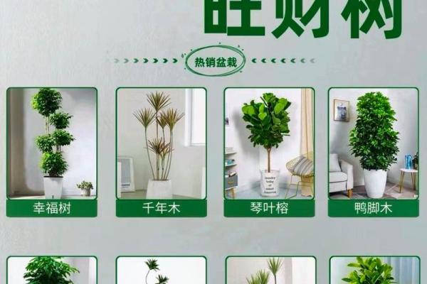 办公室风水布局怎么可以旺财