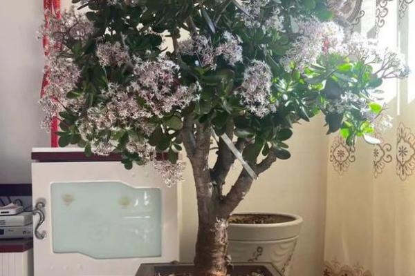 风水财运门前种树也不要种这三棵树禁忌