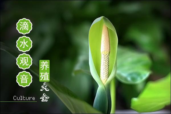 家里能养水观音吗吉凶如何