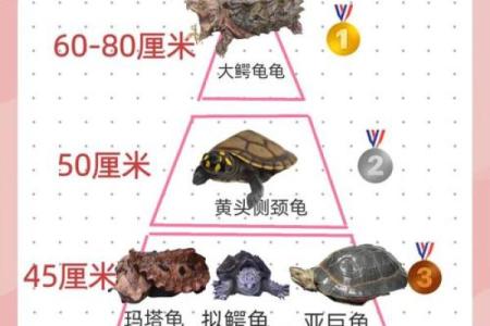 风水化煞龟选哪种如何选择适合自己的？