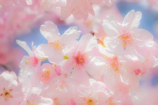 樱花与风水的魅力