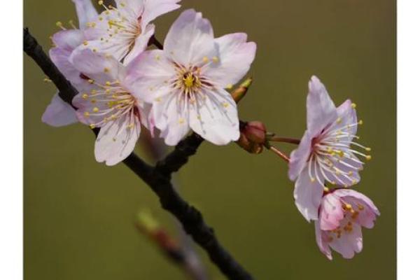 樱花与风水的魅力