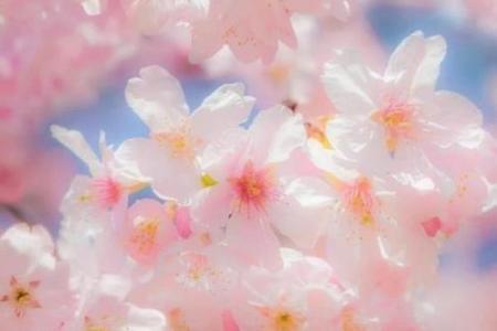 樱花与风水的魅力