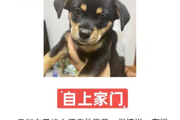 养狗风水禁忌 这样养狗只会破财招灾