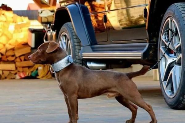 养狗风水禁忌 这样养狗只会破财招灾