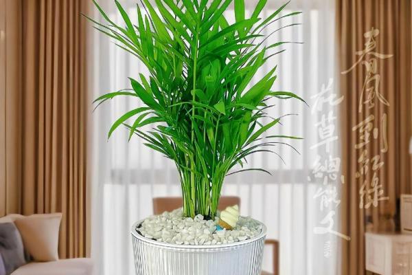 富贵椰子的风水寓意