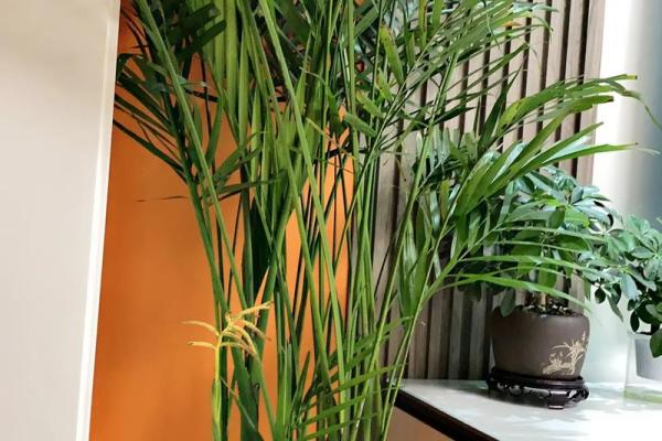 富贵椰子的风水寓意