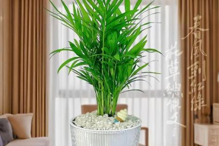 富贵椰子的风水寓意