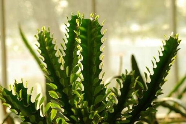 室内房间里养花须知的风水禁忌