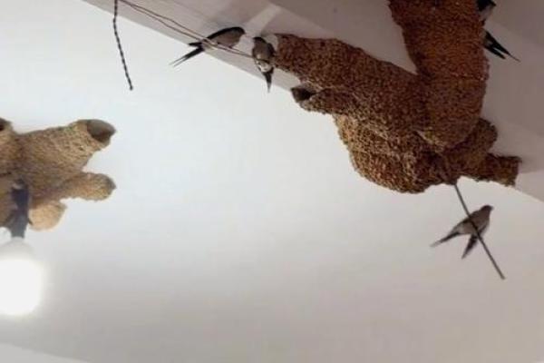 专挑富贵人家筑巢，燕子真的会看风水？