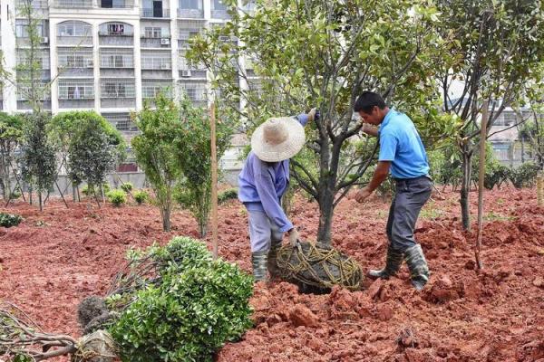 房子周围栽树风水