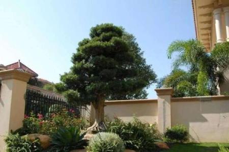 房子周围栽树风水