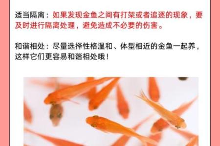家庭中养鱼，要注意的风水详解