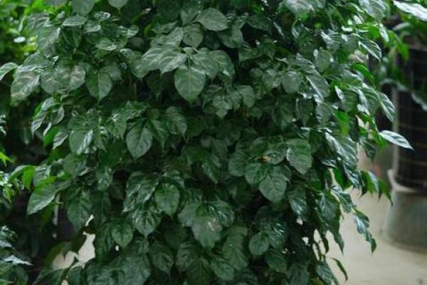 写字楼办公室风水绿植哪种最好推荐