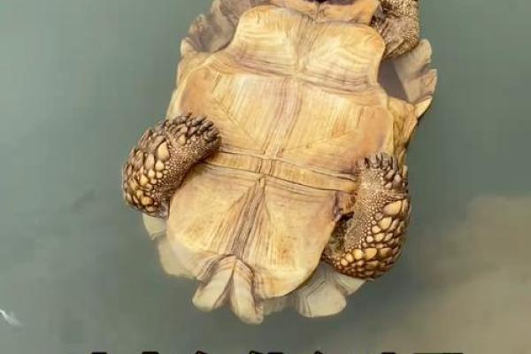 哪个生肖不宜养龟风水好不好