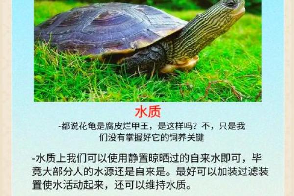 哪个生肖不宜养龟风水好不好