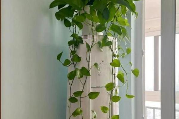 养绿萝风水 养绿萝风水
