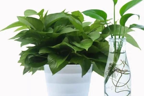 养绿萝风水 养绿萝风水