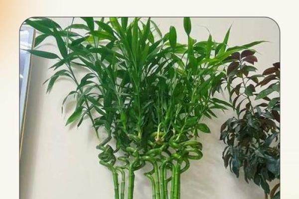 如何养殖富贵竹风水