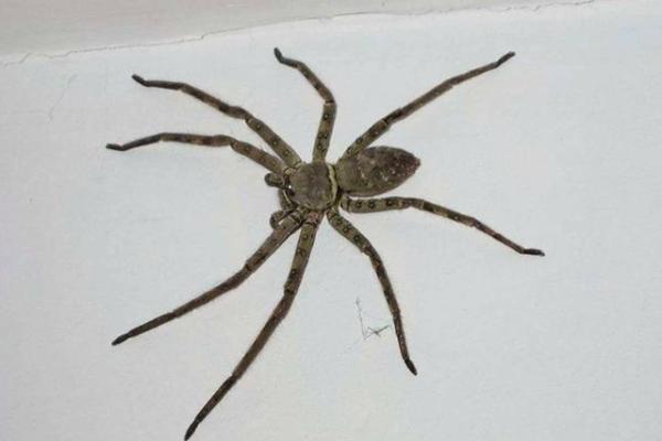 风水观点为什么总是梦见蜘蛛网呢