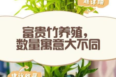 如何养殖富贵竹风水