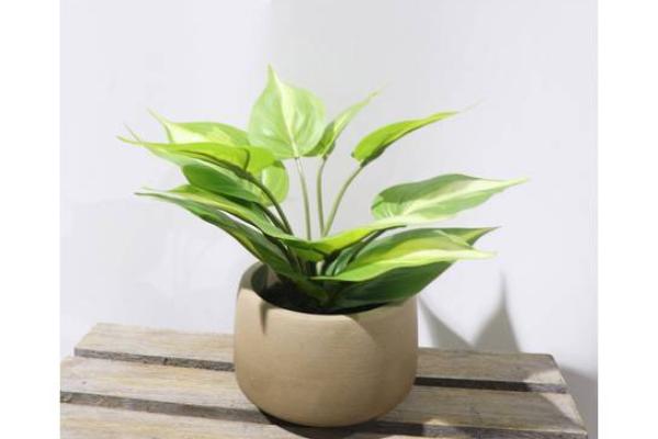 绿萝风水_进门看绿植好吗