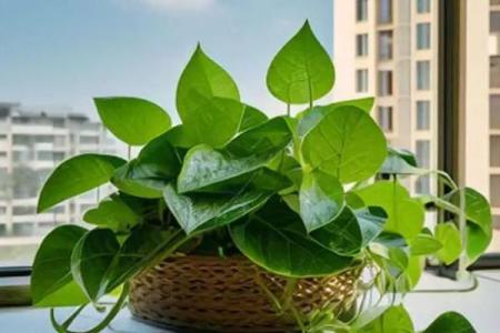 绿萝风水_进门看绿植好吗