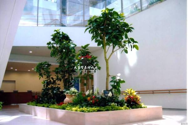 客厅植物摆放风水也有讲究 这些你都了解吗