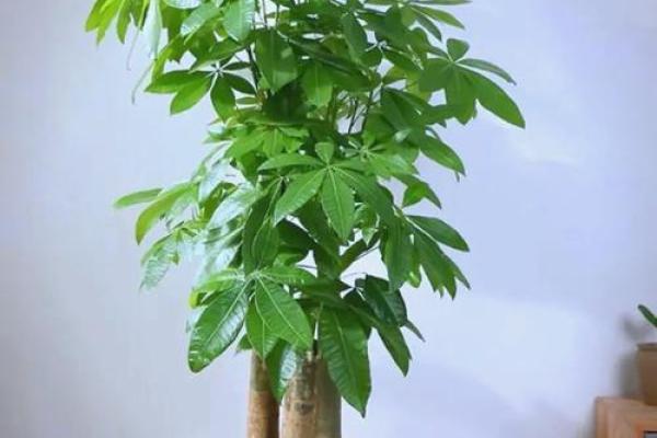 客厅植物摆放风水也有讲究 这些你都了解吗