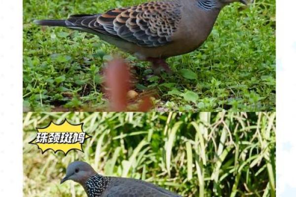 斑鸠的风水作用