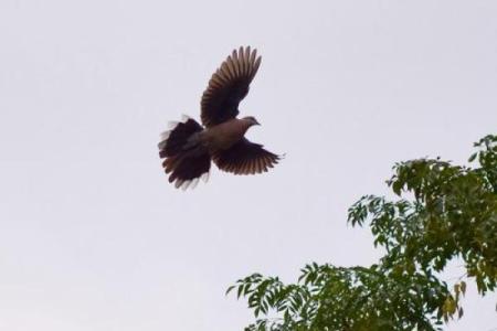 斑鸠的风水作用