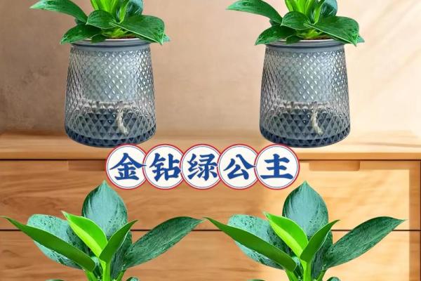 风水一年四季都不死的花都有哪些类型 风水一年四季都不死的花都有哪些类型