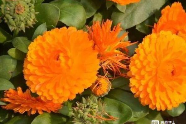 风水一年四季都不死的花都有哪些类型 风水一年四季都不死的花都有哪些类型