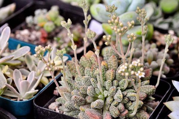 沈阳房子风水植物有哪些