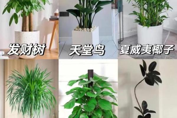 沈阳房子风水植物有哪些