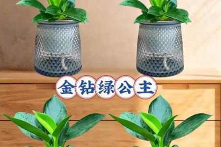 风水一年四季都不死的花都有哪些类型