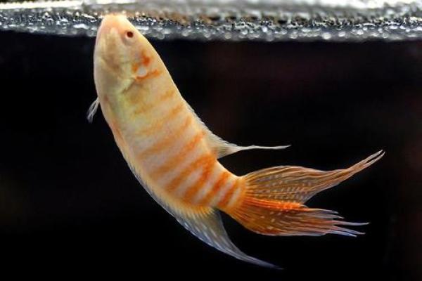 属兔人最适合养什么风水鱼? 属兔人最适合养什么风水鱼?