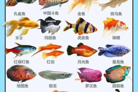 属兔人最适合养什么风水鱼？