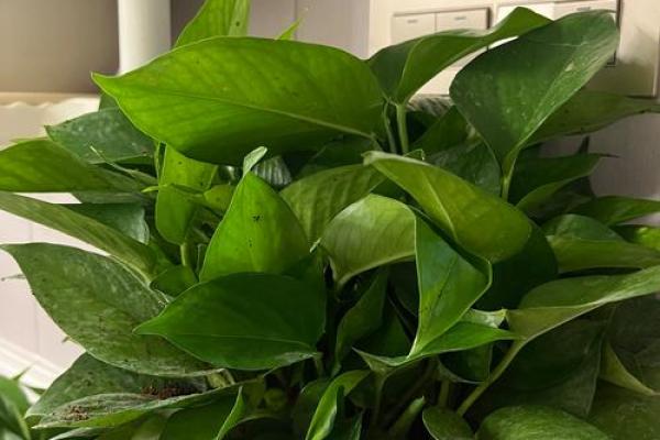 办公室吊兰摆放风水攻略为您营造舒适办公环境 办公室吊兰摆放风水攻略为您营造舒适办公环境