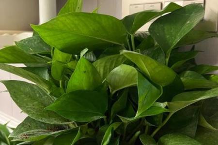 办公室吊兰摆放风水攻略为您营造舒适办公环境