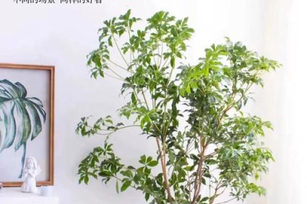 客厅摆放空花瓶风水禁忌你了解多少