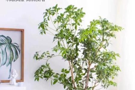 客厅摆放空花瓶风水禁忌你了解多少